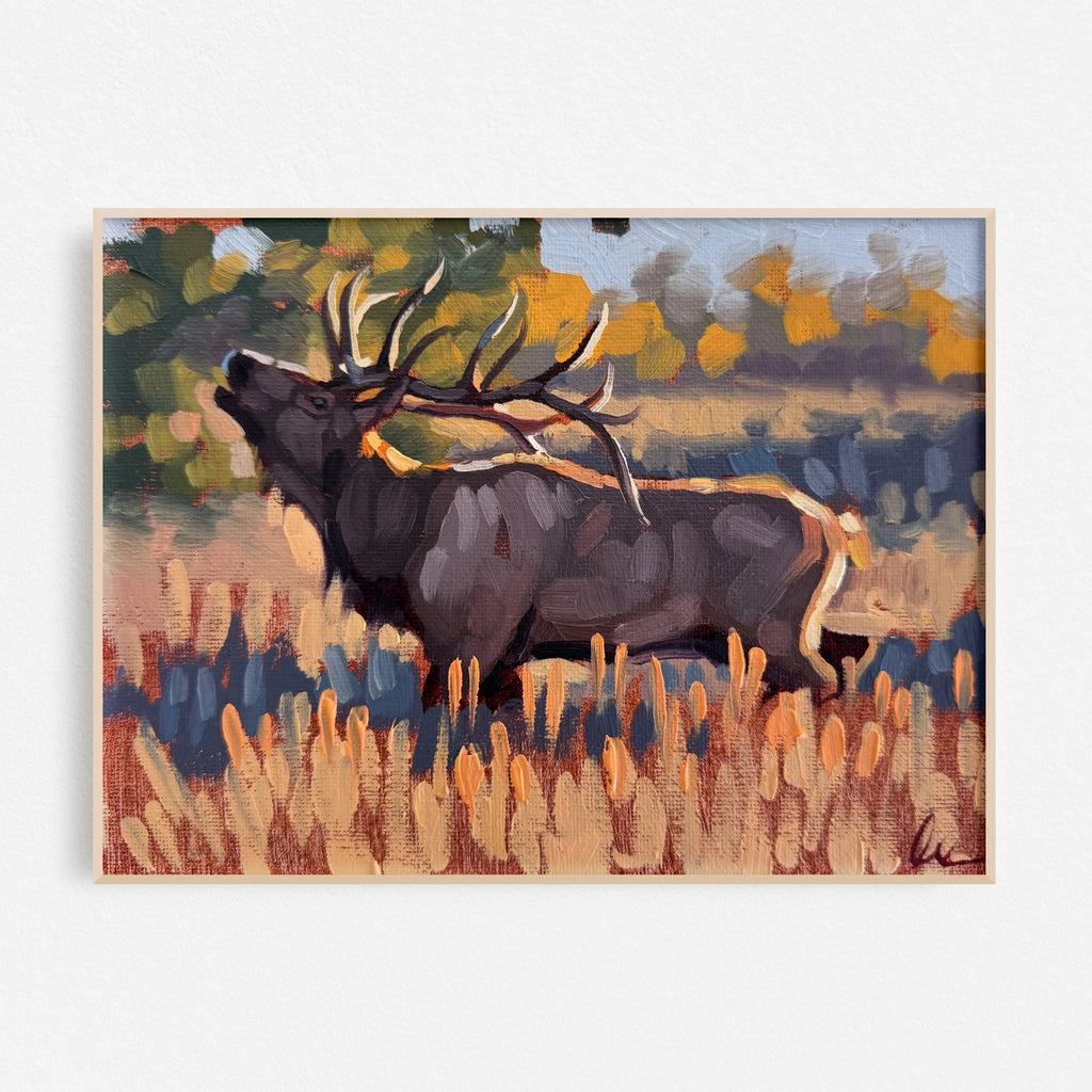 Elk Sighting