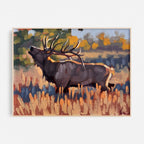 Elk Sighting