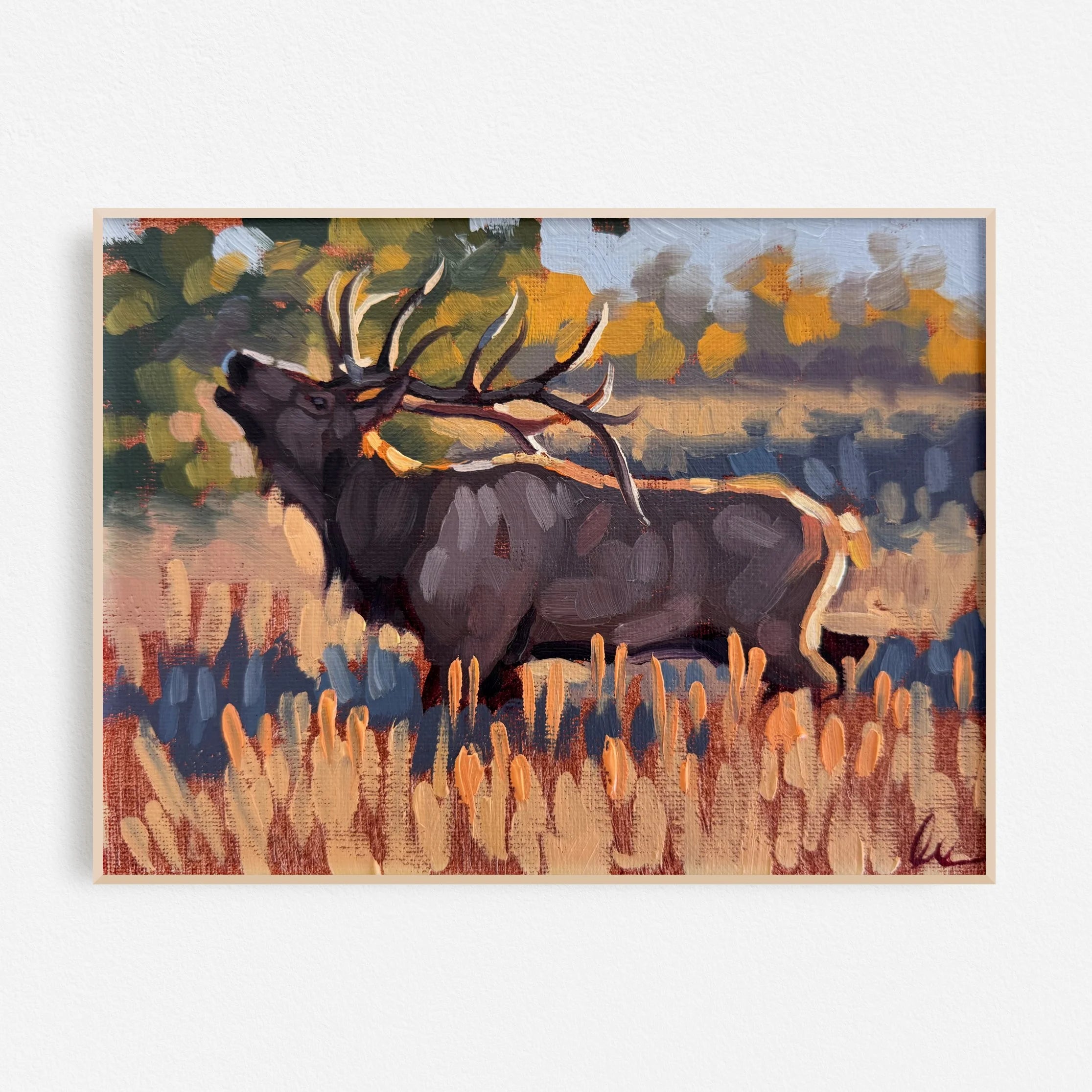 Elk Sighting