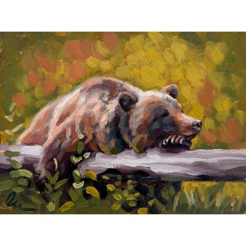 Bear Sighting