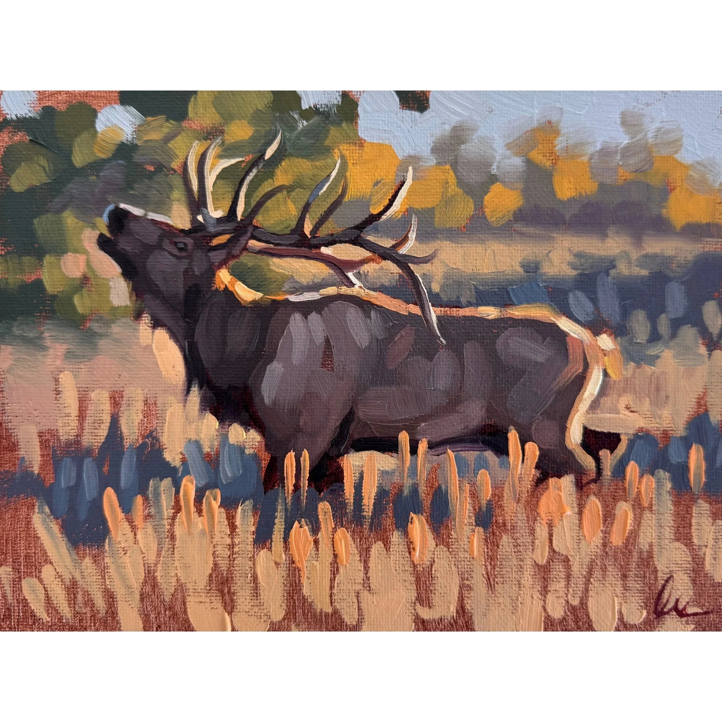 Elk Sighting
