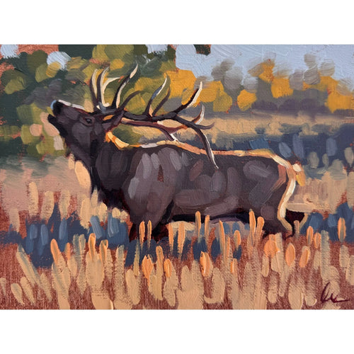 Elk Sighting